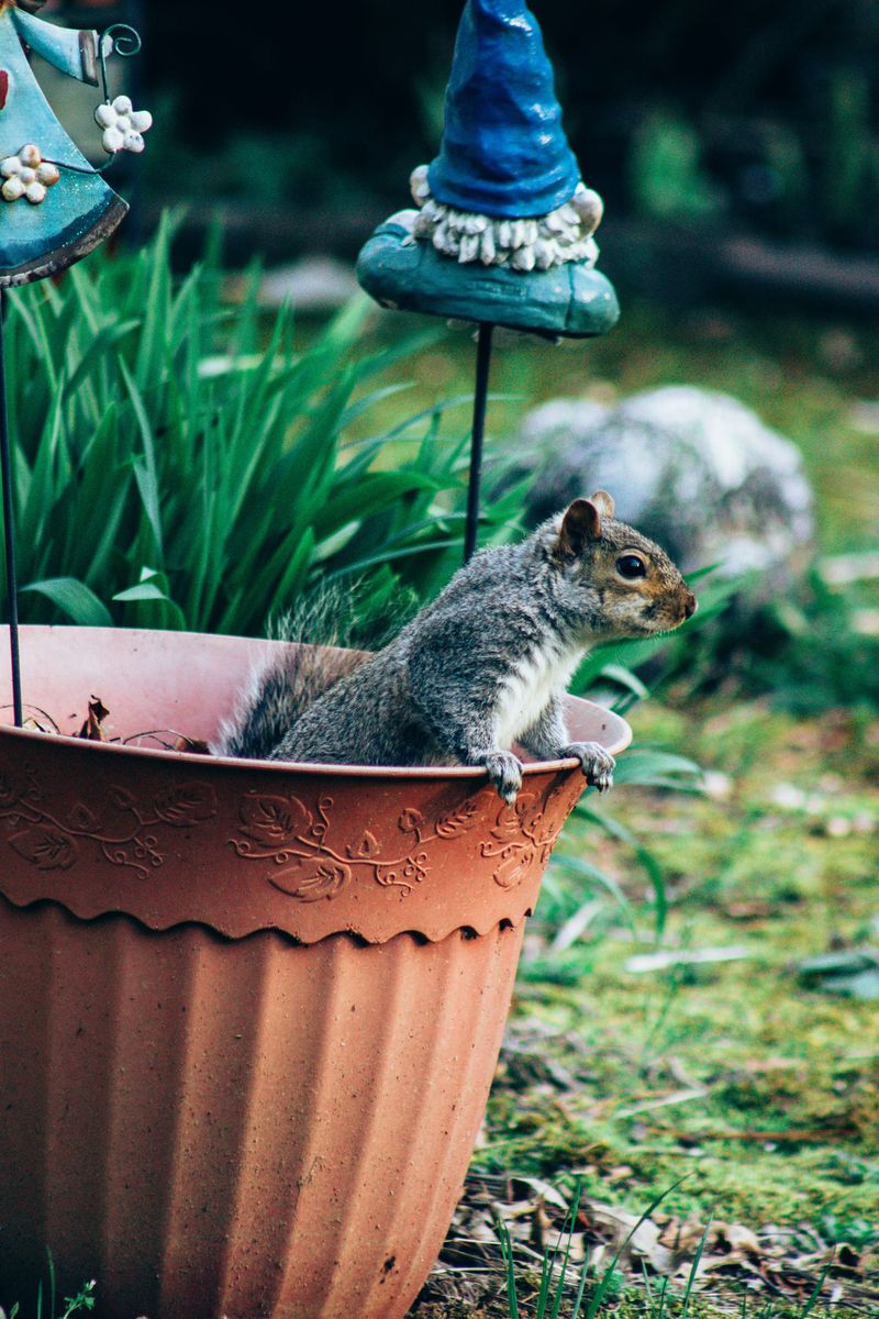 Bulb Pots Topped With Gravel Make A Smart Squirrel Backup Plan