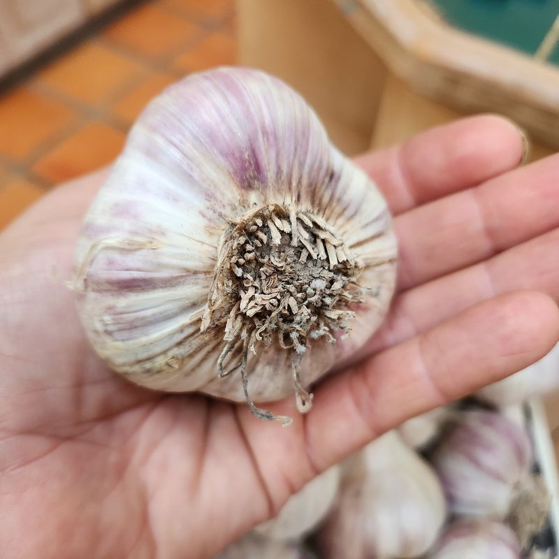 Bulb Size Next Summer Is Partly Decided At Planting Time