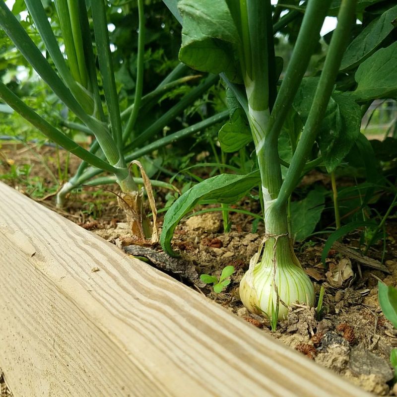 Bulbing Onions Started This Fall Take Until Spring To Mature Bulbing Onions Started This Fall Take Until Spring To Mature