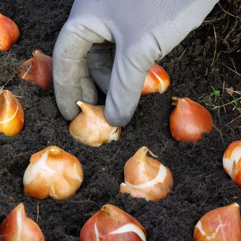 Bulbs Already Carry Their First-Year Food
