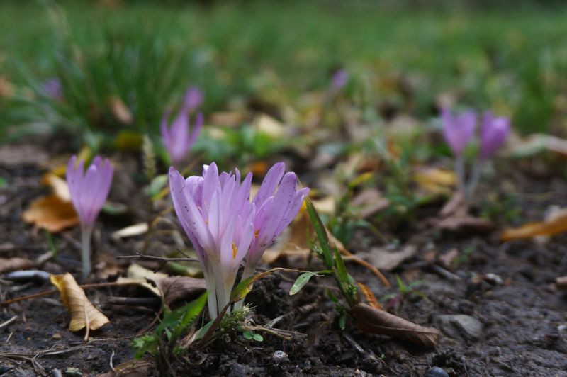 Bulbs Go In During Late Summer