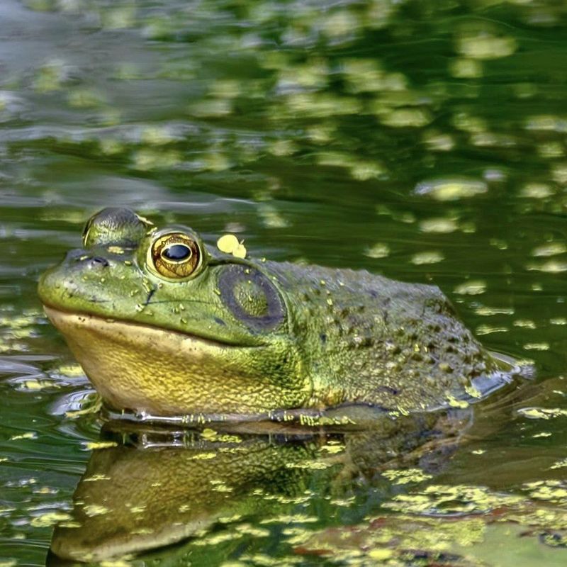 Bullfrogs Bullfrogs