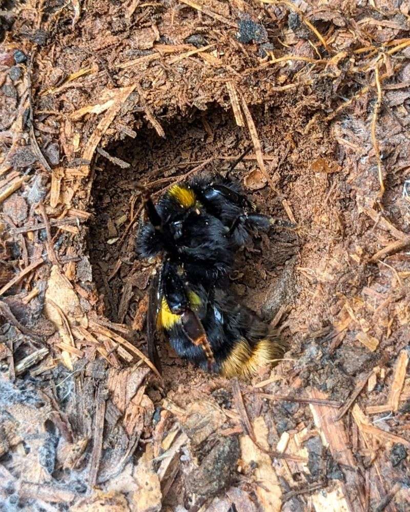 Bumblebee Queens Napping Under The Surface