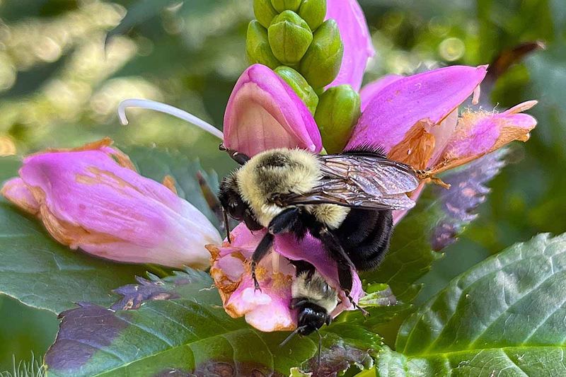 Bumblebees Know How To Get Inside Bumblebees Know How To Get Inside