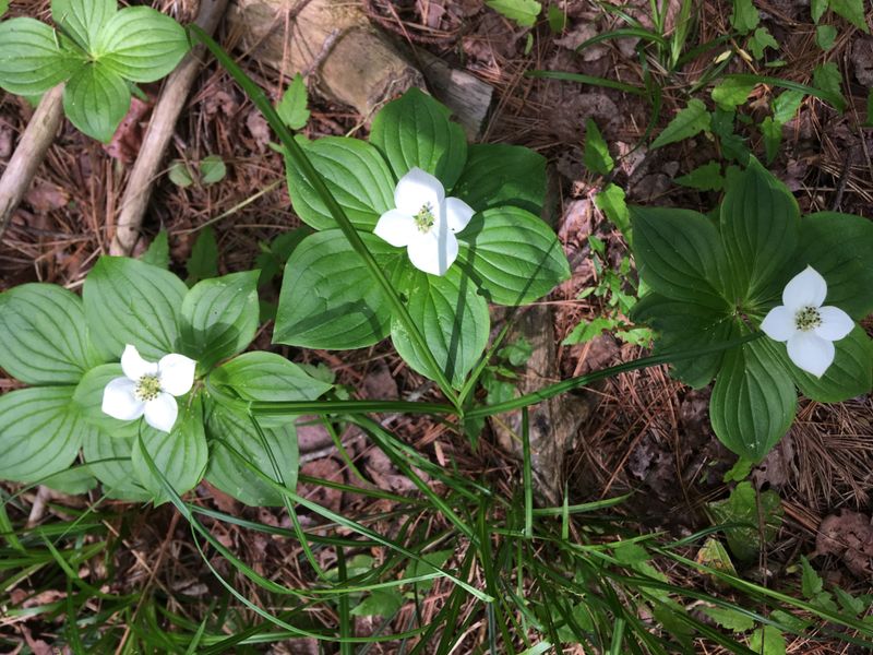Bunchberry Brings Dogwood Flowers To The Forest Floor
