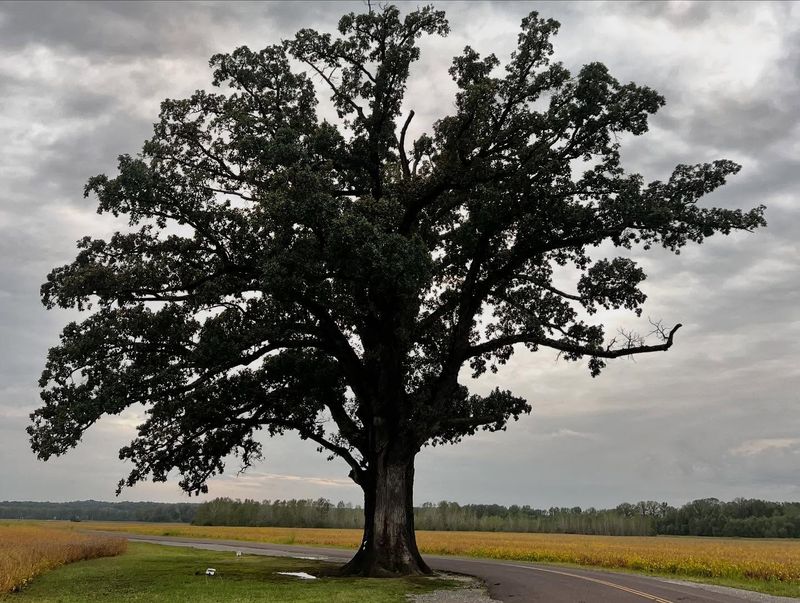 Bur Oak Builds Shade For Generations