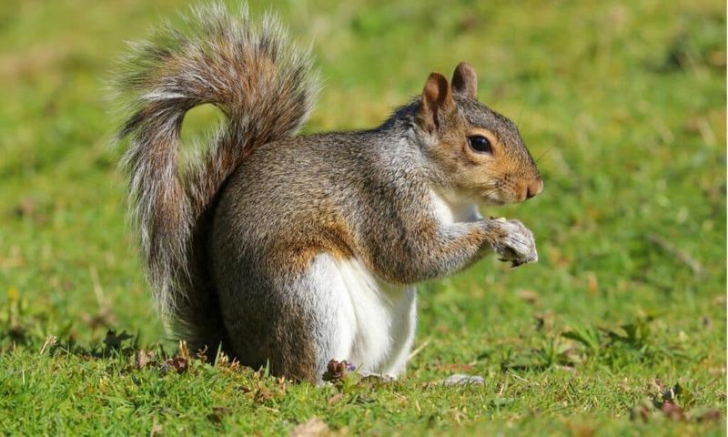 Buried Acorns Are Lunch, Not A Forecast