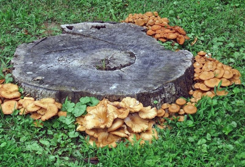 Buried Wood And Old Roots Are Their Food Buried Wood And Old Roots Are Their Food