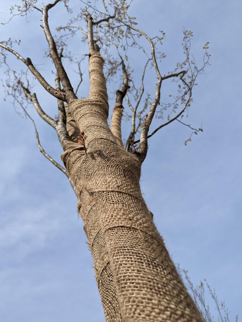 Burlap Or Hardware Cloth Can Protect A Favorite Tree Burlap Or Hardware Cloth Can Protect A Favorite Tree