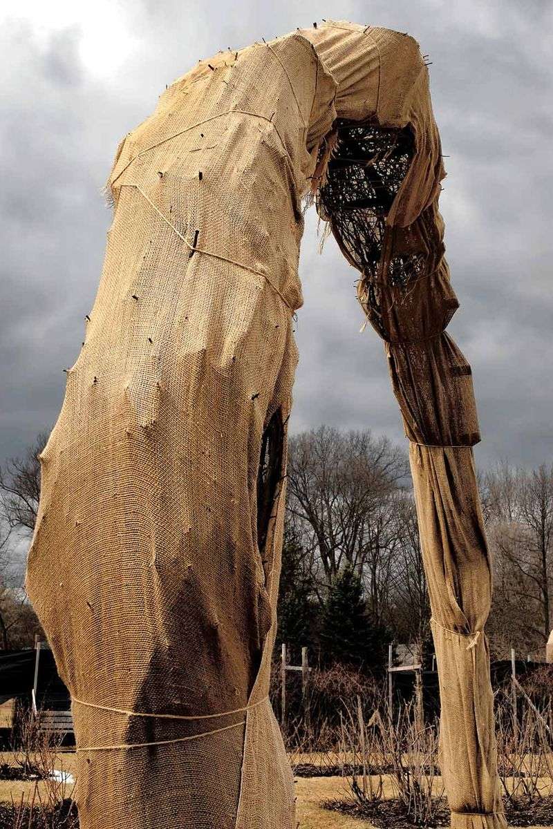 Burlap Wraps Help Tall Rose Canes Shrug Off Winter Wind