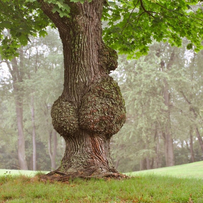 Burls Bulging Out Of Trunks And Limbs Burls Bulging Out Of Trunks And Limbs