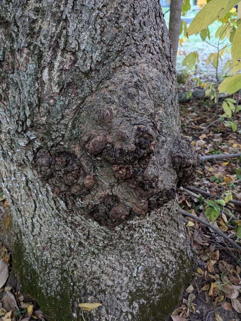 Burls Create Large, Bumpy Trunk Bulges