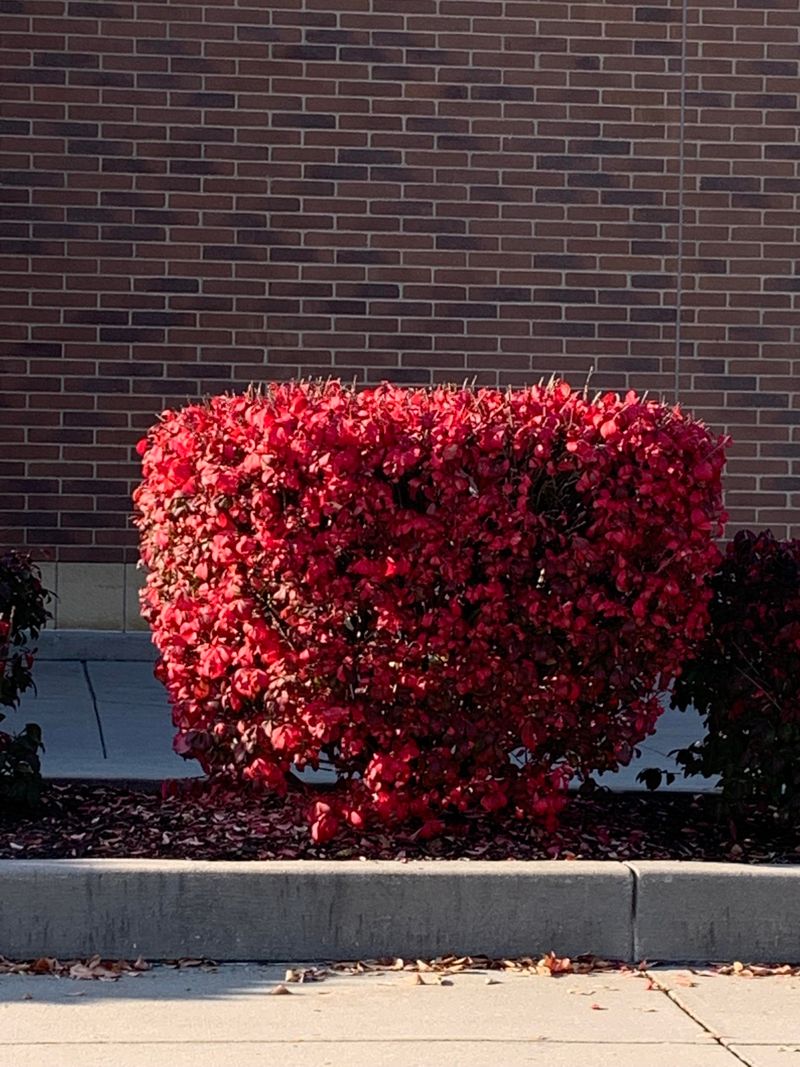 Burning Bush Holds Official Invasive Status In Indiana