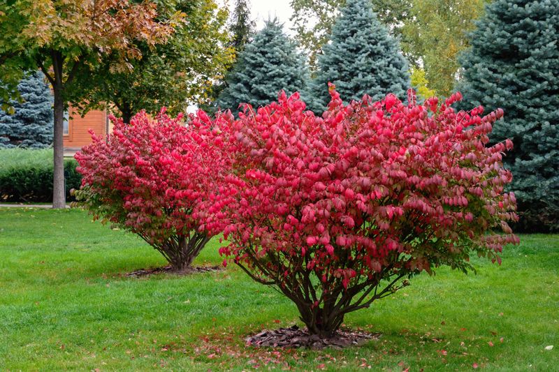 Burning Bush Is Regulated, Not Banned
