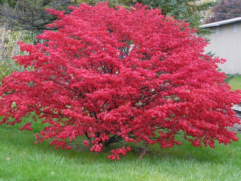 Burning Bush Shares That Invasive Rating