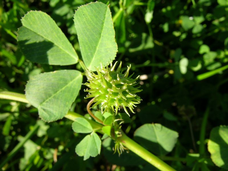 Burrclover Burrclover