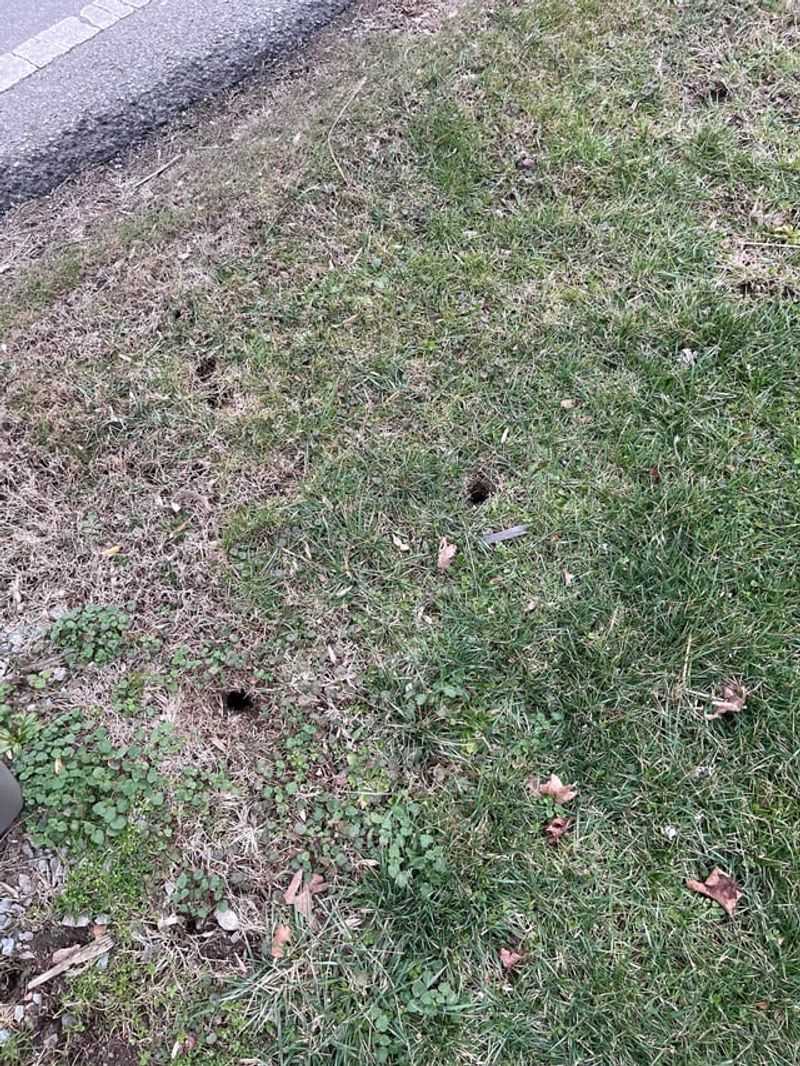Burrow Holes Have No Dirt Mounds Burrow Holes Have No Dirt Mounds