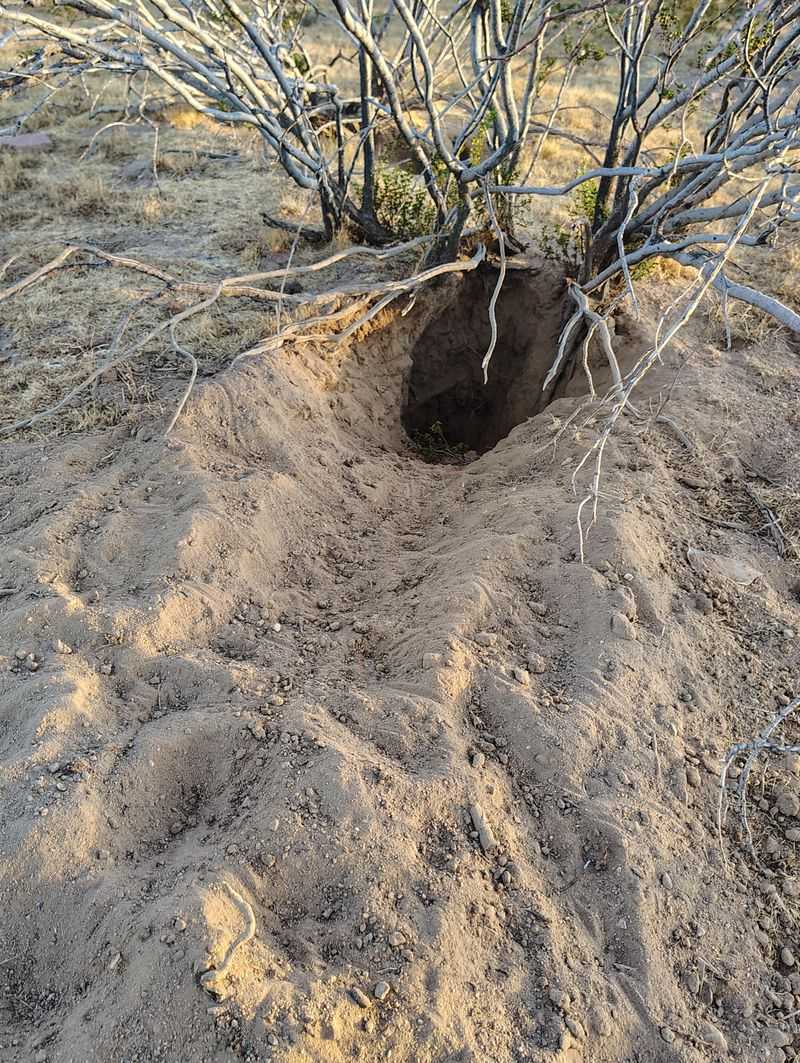 Burrow Holes Show Up Under Shrubs Burrow Holes Show Up Under Shrubs
