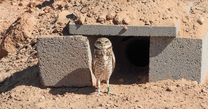 Burrowing Owls use a different kind of nest