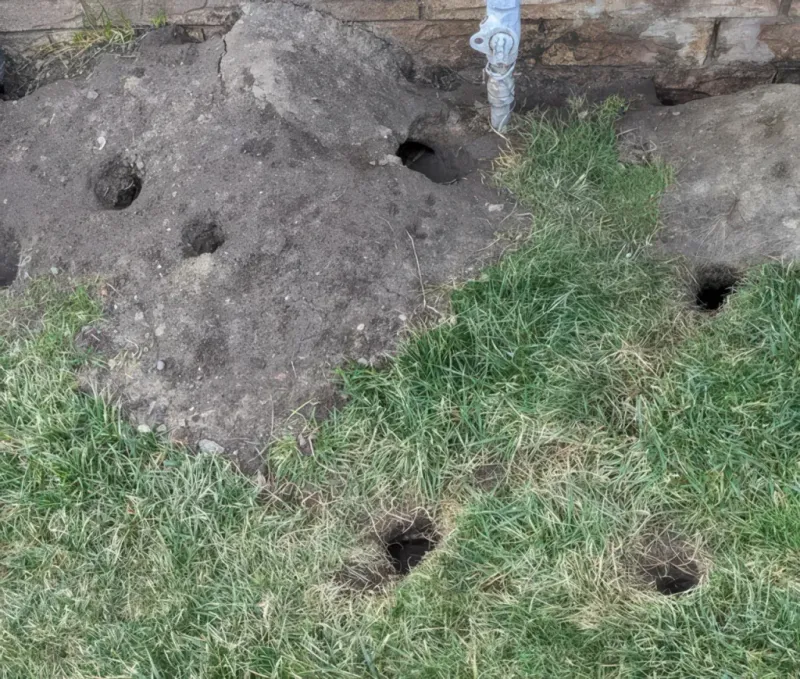 Burrows Along Foundations And Fences Burrows Along Foundations And Fences