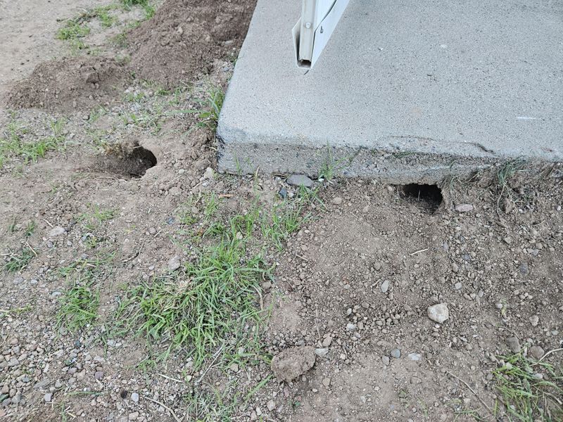 Burrows Near The House Deserve A Closer Look