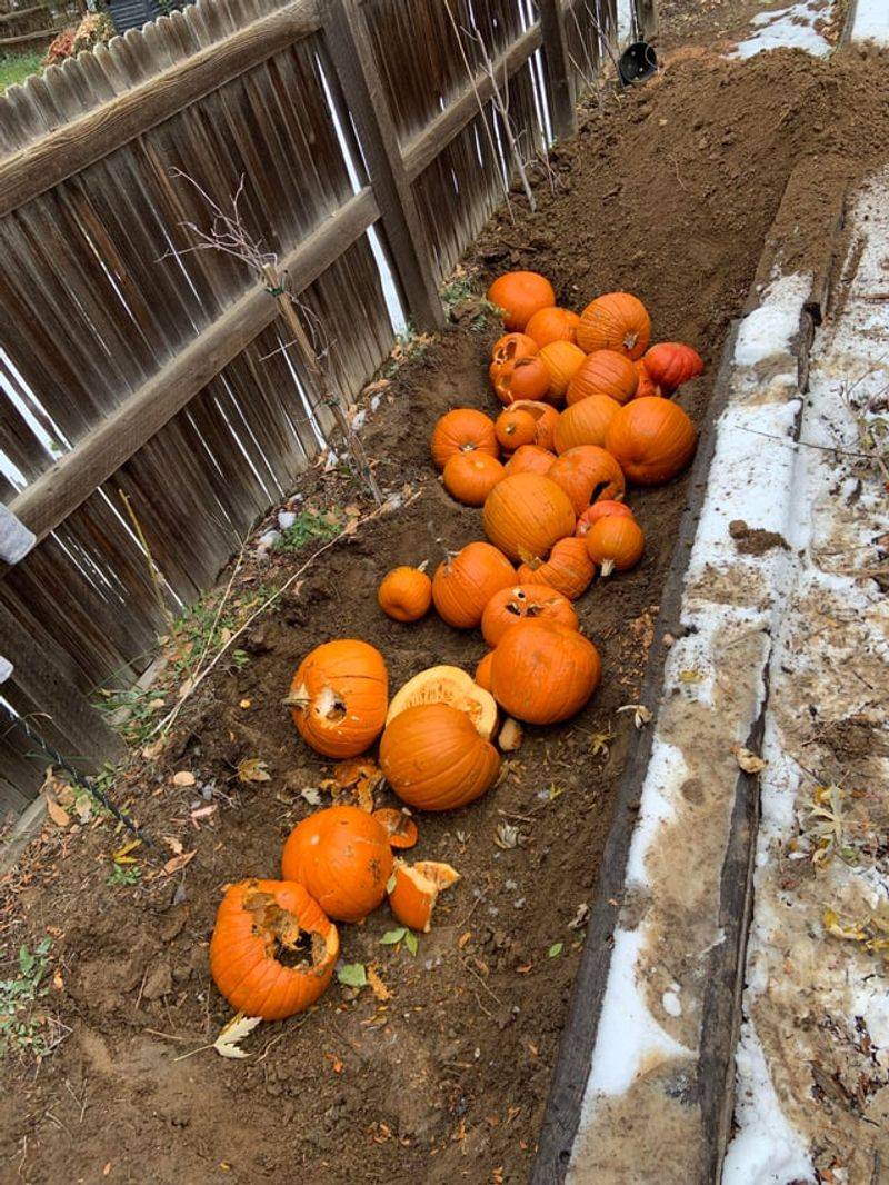 Bury Pumpkin Chunks Right in Your Garden Beds Bury Pumpkin Chunks Right in Your Garden Beds