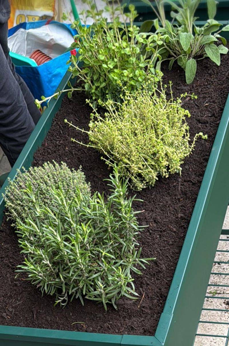 Bush Beans And Herbs Fill Gaps