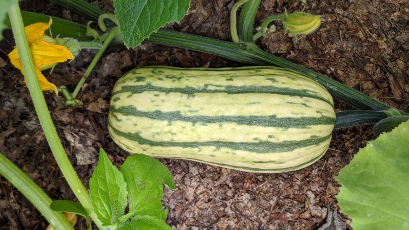 Bush Delicata