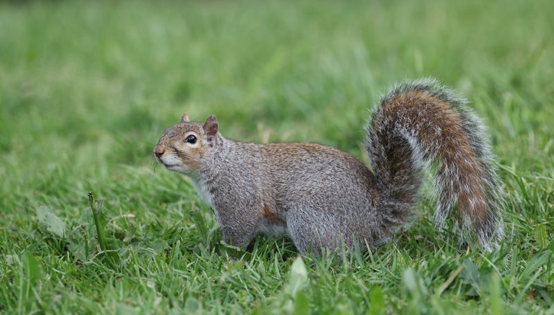 Bushy-Tailed Squirrels