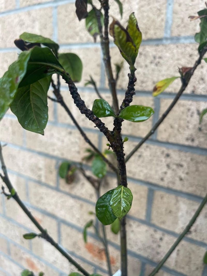 Busy Ant Trails On The Stems Often Lead To Honeydew Producers