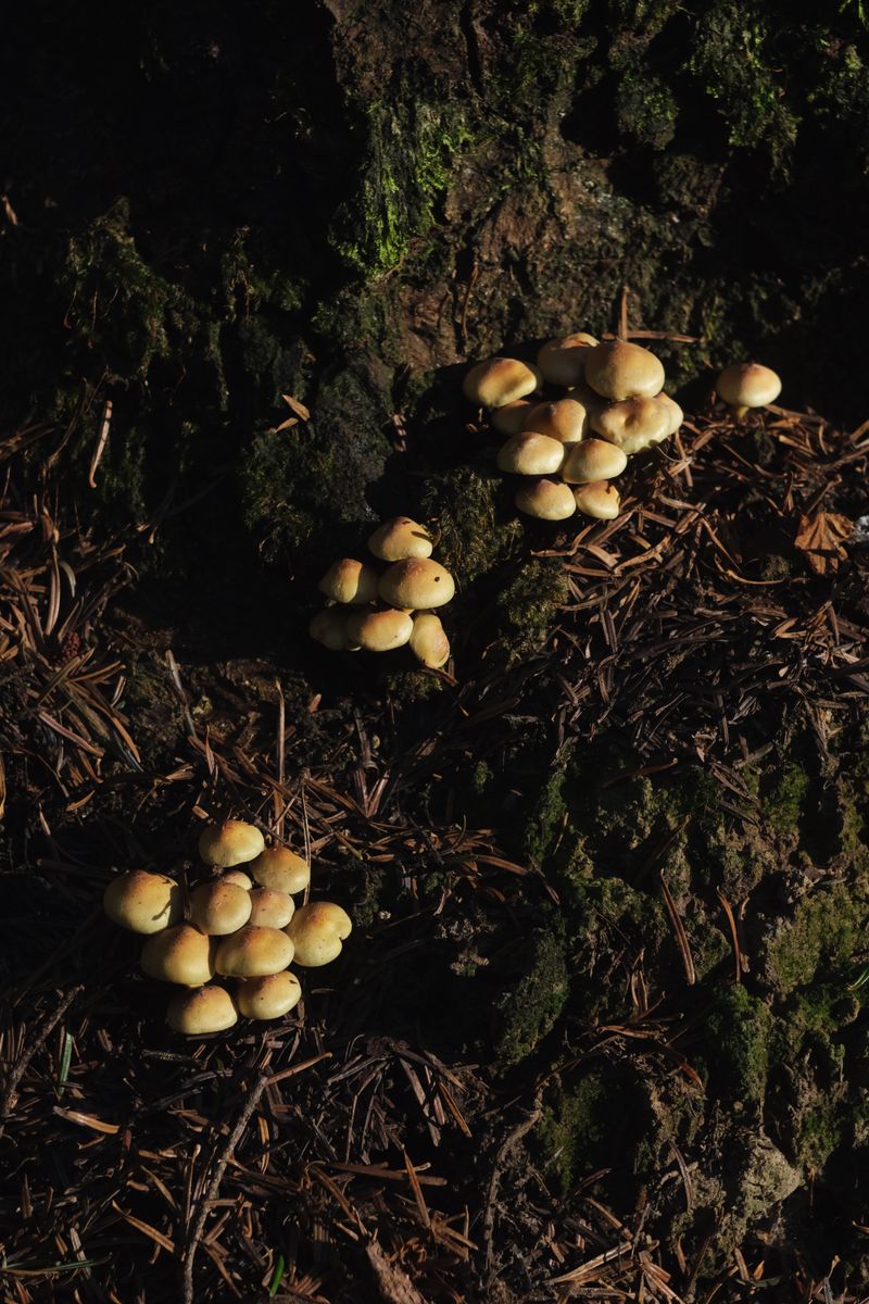 Busy Fungal Networks Working Underground