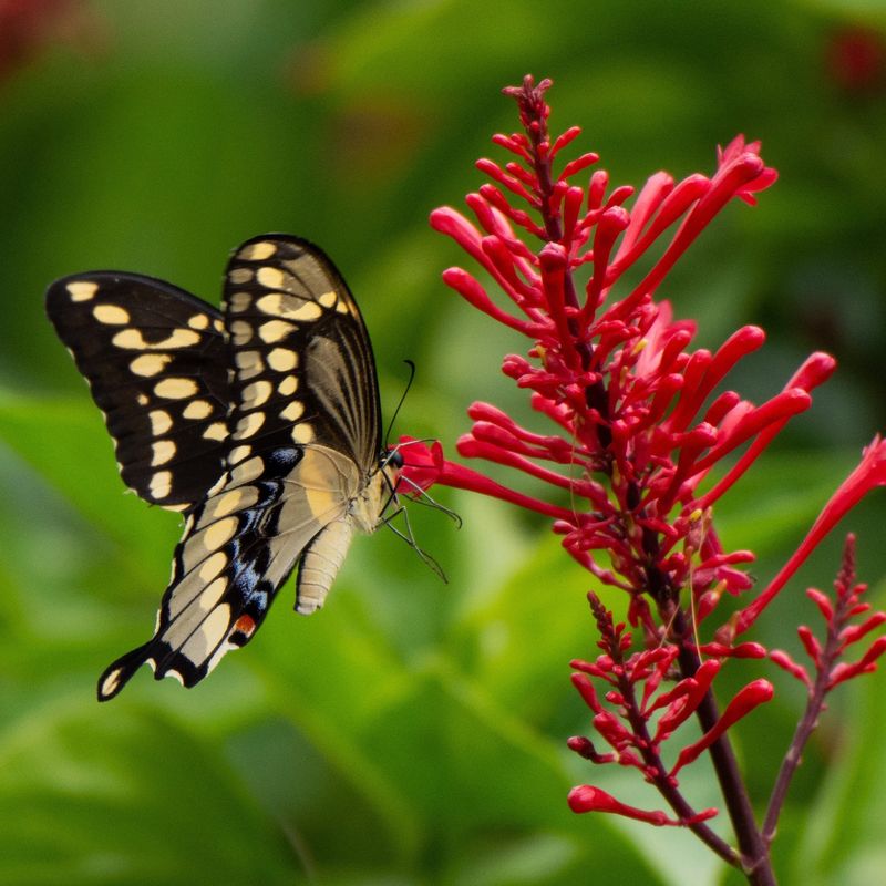 Butterflies And Bees Stop By As Well Butterflies And Bees Stop By As Well