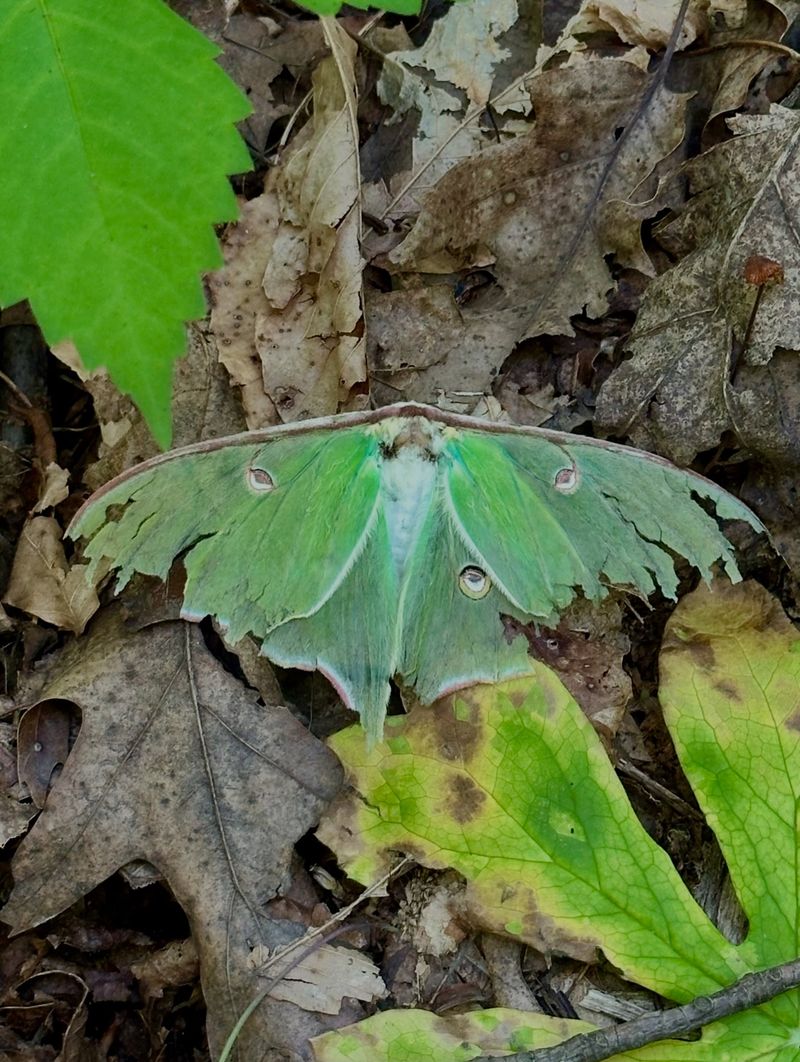 Butterflies And Moths Pupate In Leaf Litter