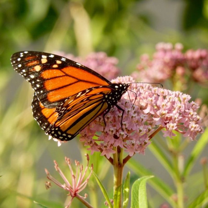 Butterflies And Pollinators Visit The Flowers Butterflies And Pollinators Visit The Flowers