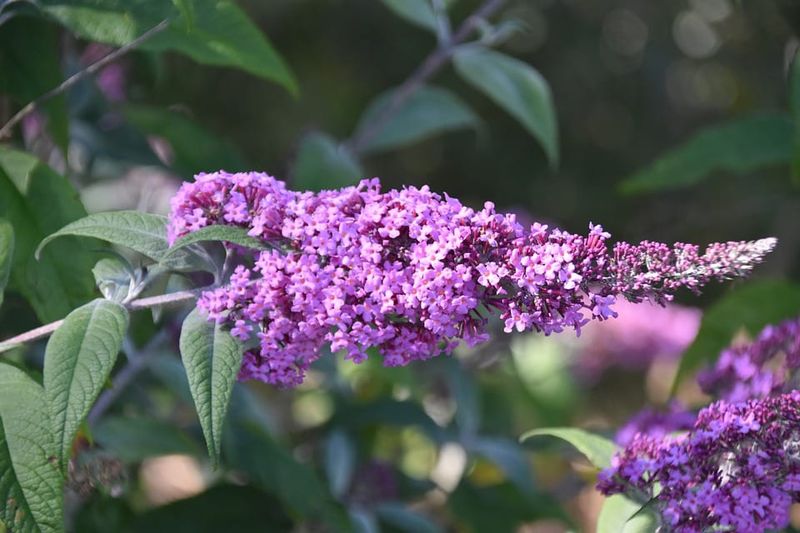 Butterfly Bush Rates As Potentially Invasive