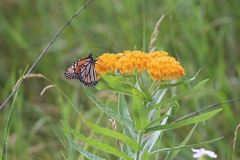 Butterfly Milkweed