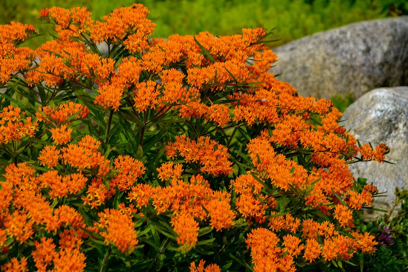 Butterfly Weed Butterfly Weed