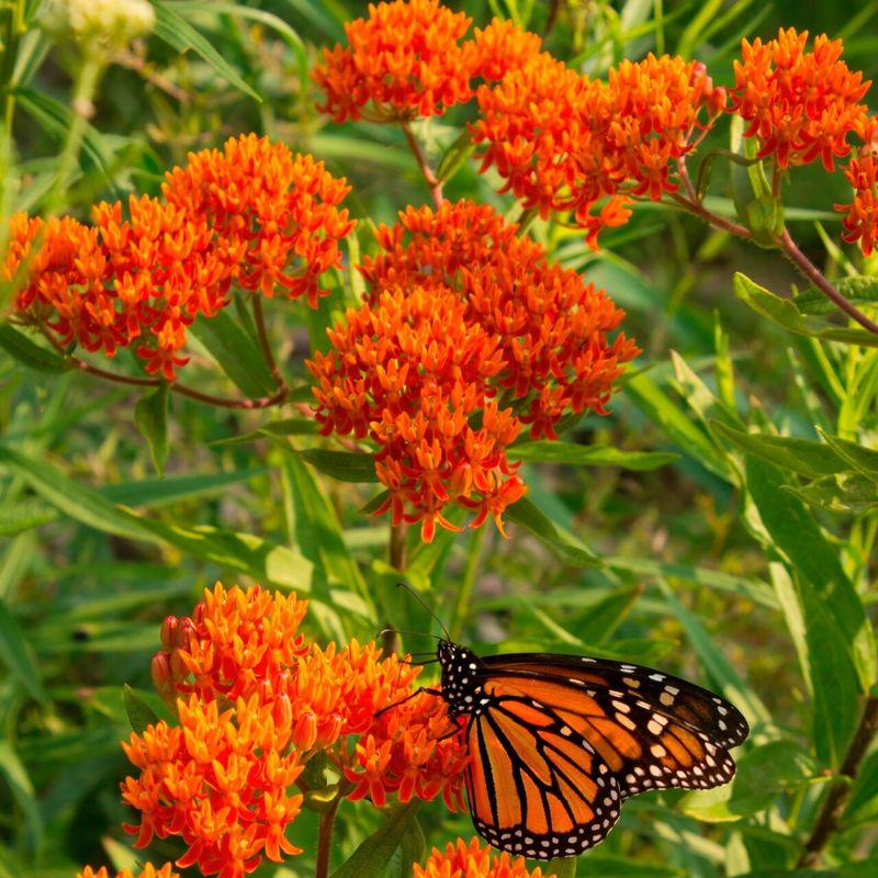 Butterfly Weed Welcomes Monarchs