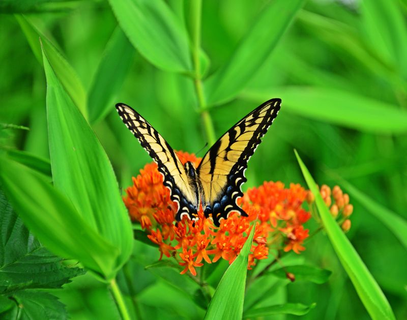 Butterfly Weed With Bright Blooms Pollinators Love Butterfly Weed With Bright Blooms Pollinators Love