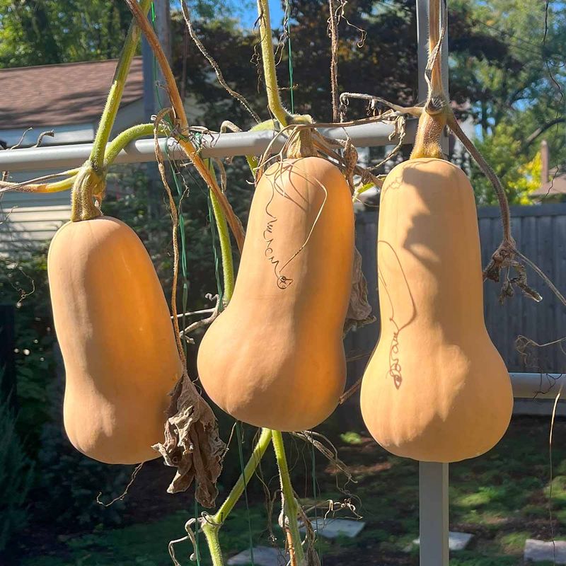 Butternut Squash A Few Weeks After It Turns Tan