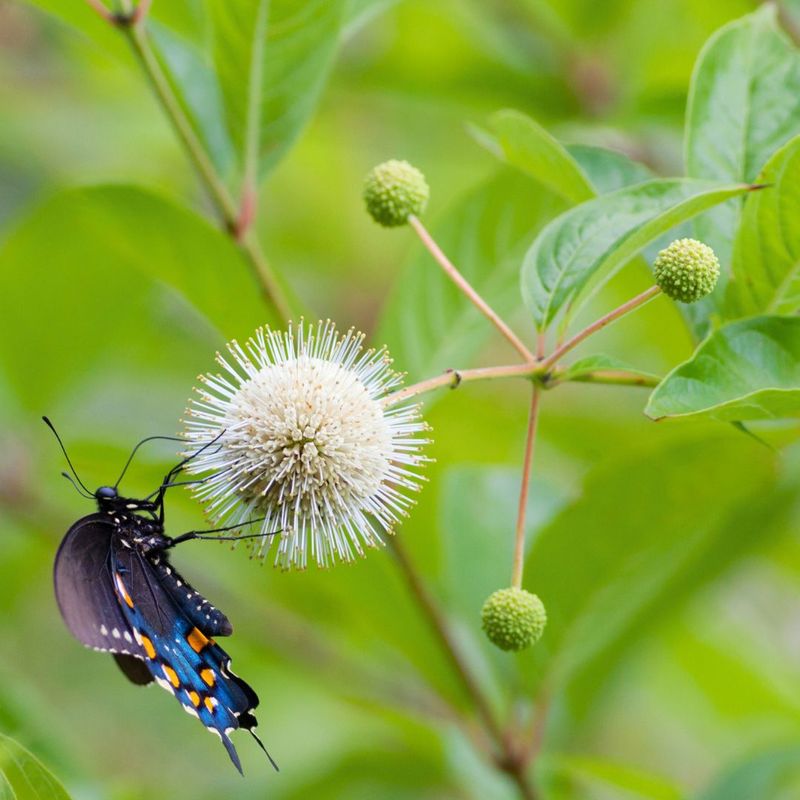 Buttonbush Draws Butterflies Without The Buddleia Spread