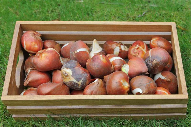 Buy Bulbs Now So There’s Time To Chill