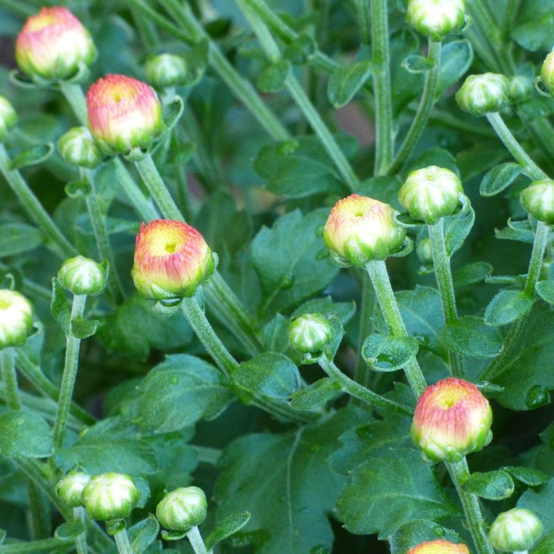 Buy In Bud And Consider Planting Them