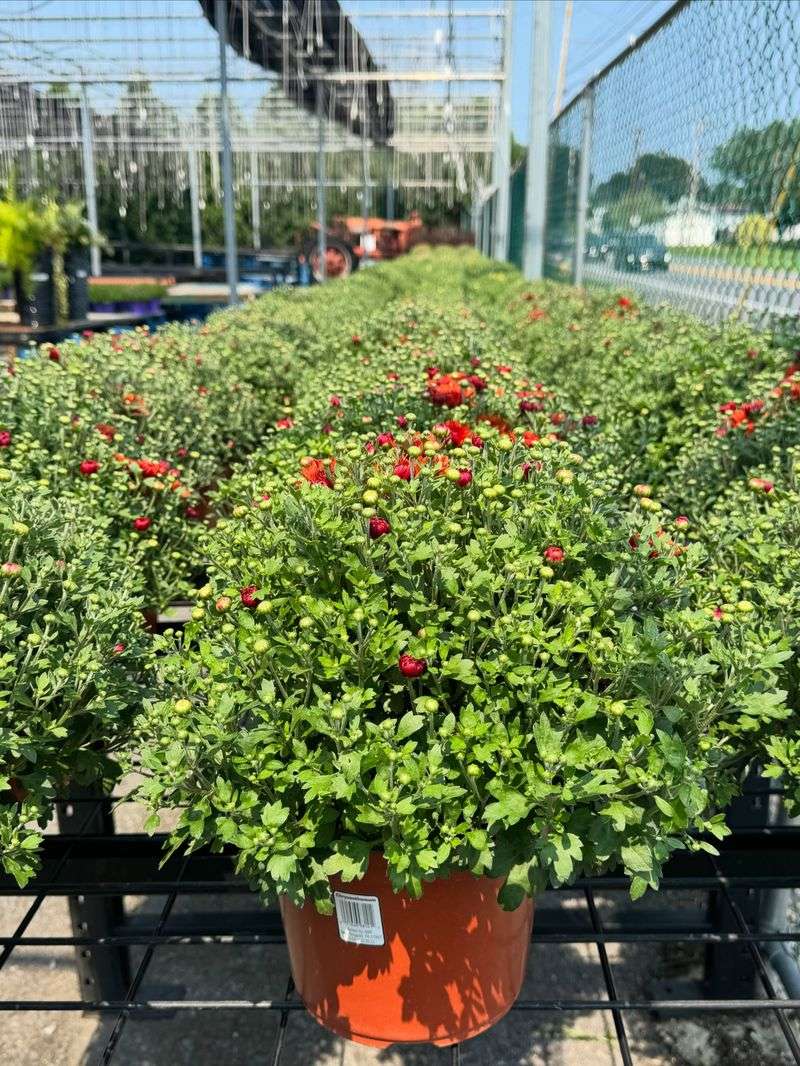 Buy Mums In Bud, Not Full Bloom