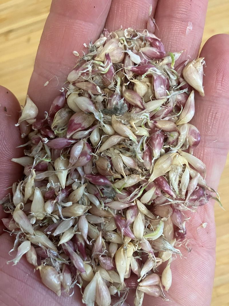 Buy Seed Garlic, Not Grocery Bulbs Buy Seed Garlic, Not Grocery Bulbs