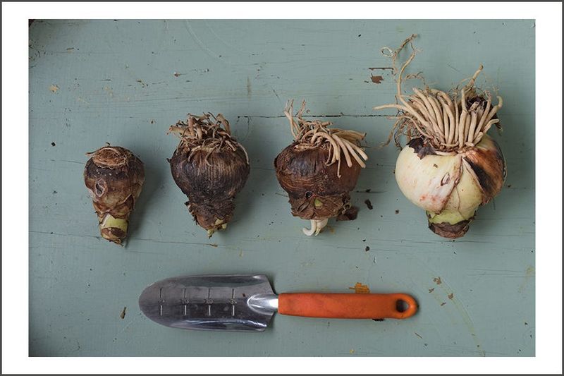 Buy The Biggest Bulbs You Can Find