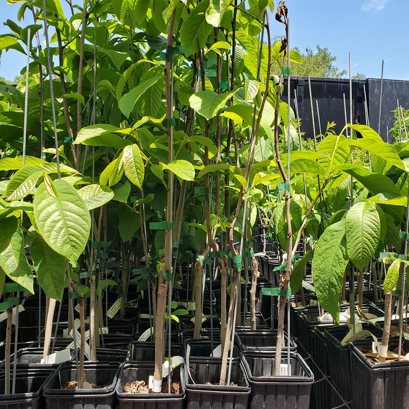 Buying The Best Pawpaw Varieties 