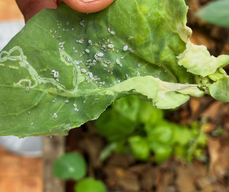 Cabbage Aphids Cluster On Leaf Undersides Cabbage Aphids Cluster On Leaf Undersides