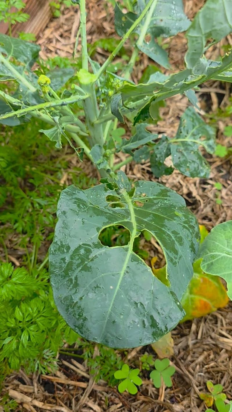 Cabbage Aphids Keep Going In Cool Weather