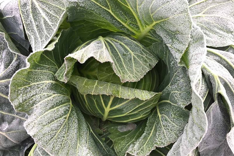 Cabbage Develops A Milder, Sweeter Taste